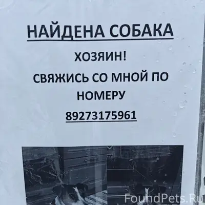 Найден тип собака, округ Галле, Уфа
