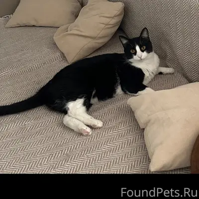 Пропал кот, улица Перспективная