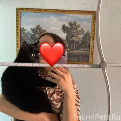 Пропал чёрный кот Потап, ул. Горохова