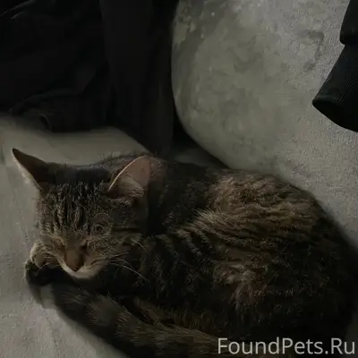 Найдена кошка, жк мечникова 3