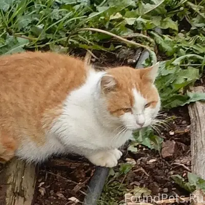 Пропал кот Барсик, район пересечения Чехова и Нариманова