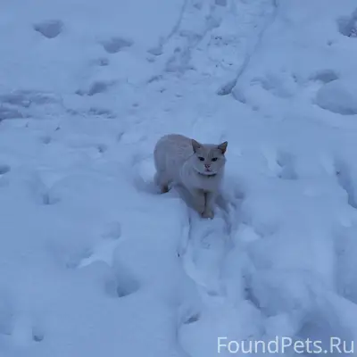 Найден котик кремового окраса, Калуга