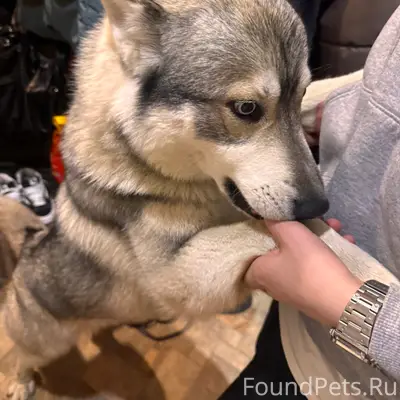 Найден кабель, похож на хаски, Демихово