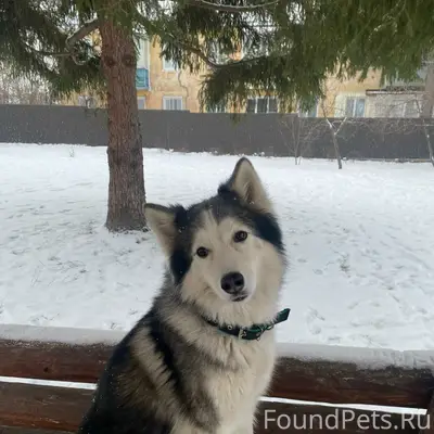Пропал хаски Джой, набережная