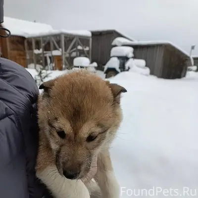 Пропала девочка щенок