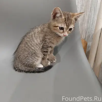 Найден котёнок, Заводская 32-6