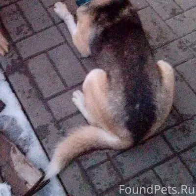 Пропала хаски Гера