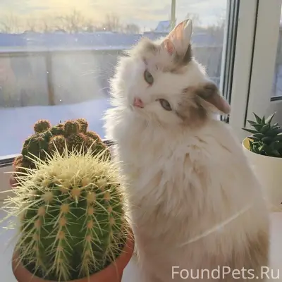 Пропал белый кот, улица Культуры