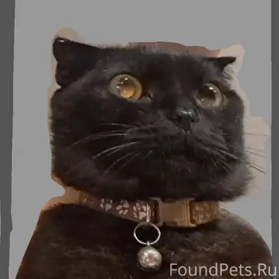 Пропал кот, район омк