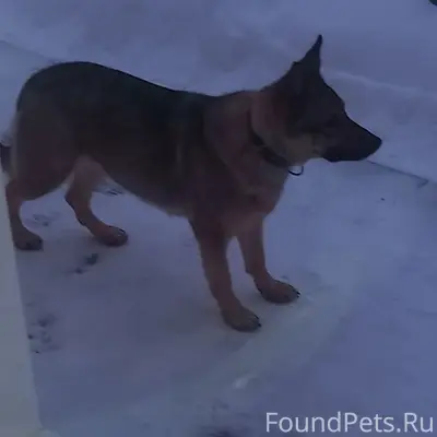 Пропала собака Гера