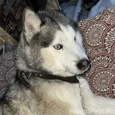 Найден хаски, Первомайский район