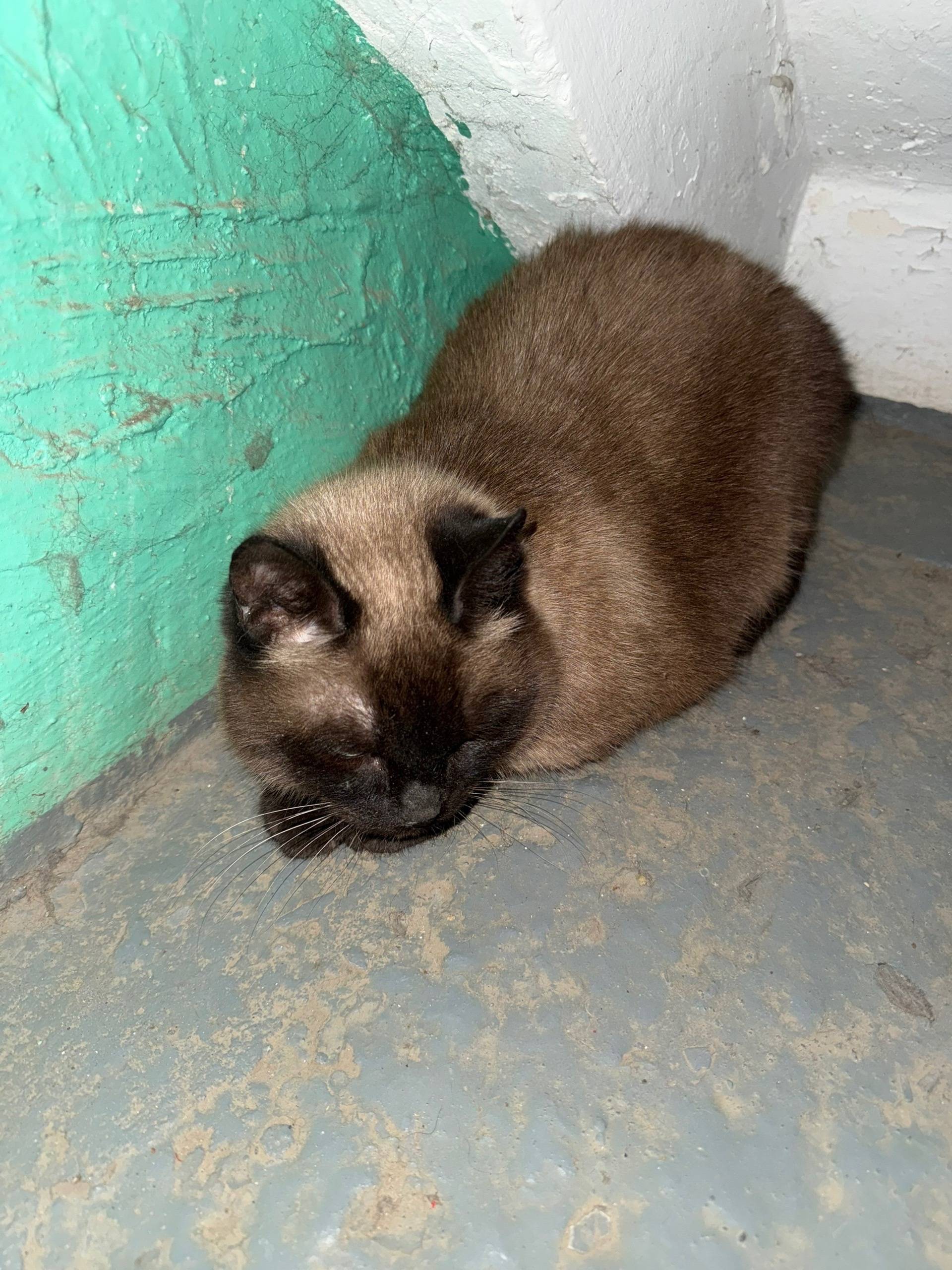 Найдена кошка, улица Куйбышева 54