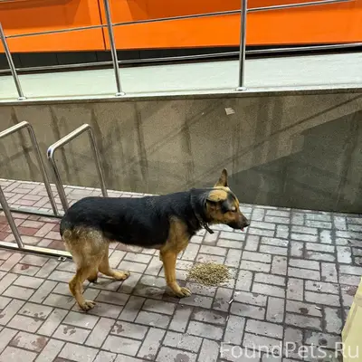 Найден метис немецкой овчарки, Центрторг на вышке