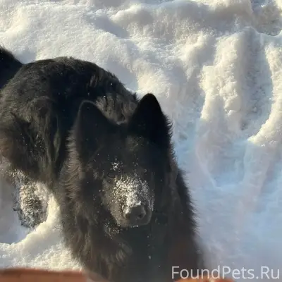 Пропал кобель немецкой овчарки, черного окраса