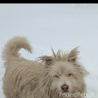 Пропал пёс, Объездная