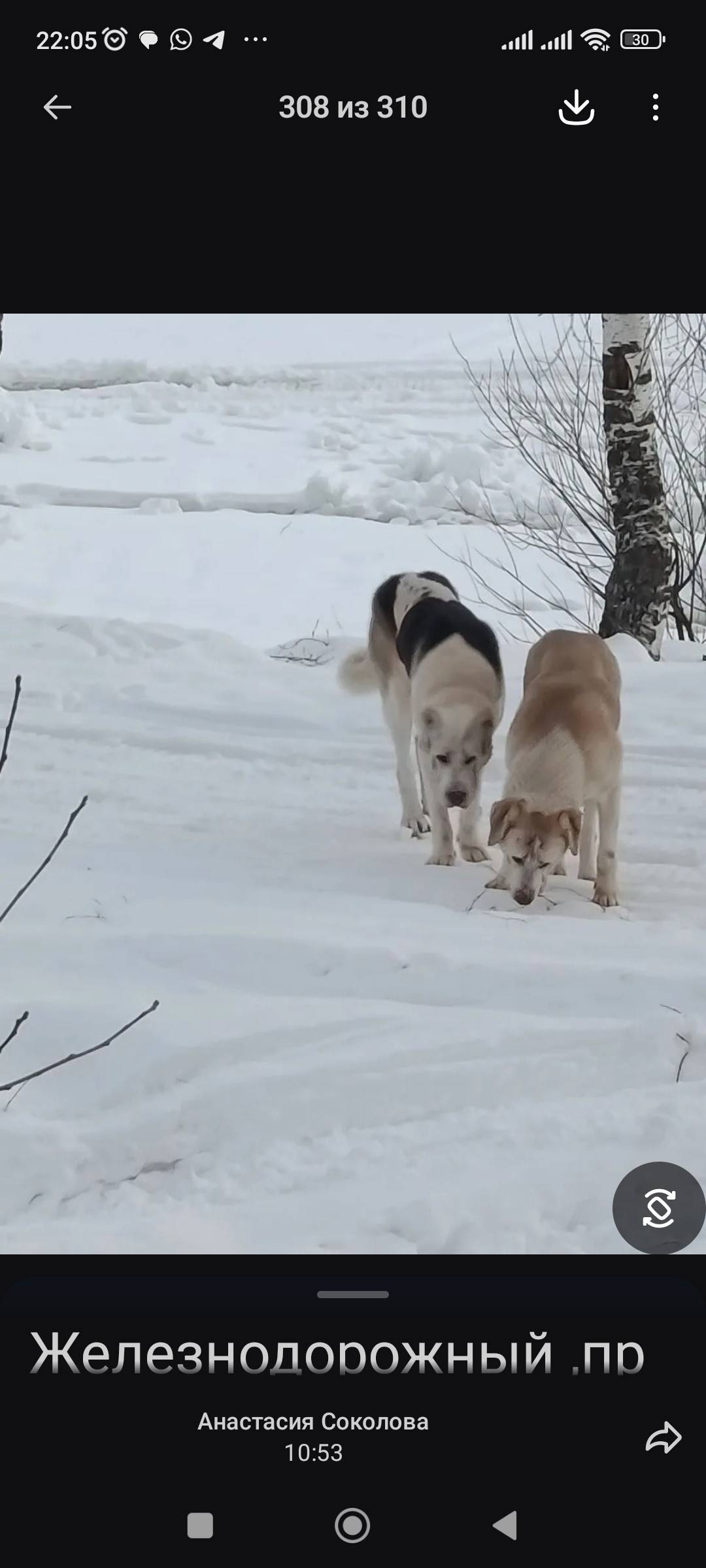 Найден пёс, С. Подвязно