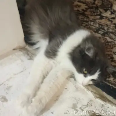 Пропала кошка, район улиц Песчаная и Светлая