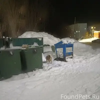 Пропали собаки, Кирово 19/2