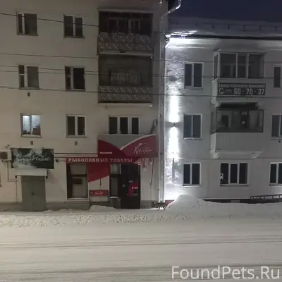 Пропала собака, остановка ул. Орлова