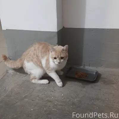 Найден молодой котик, подъезд