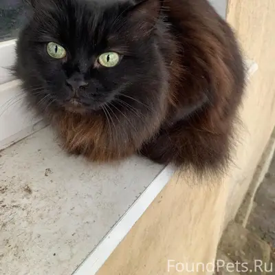 Пропала кошка, Быково