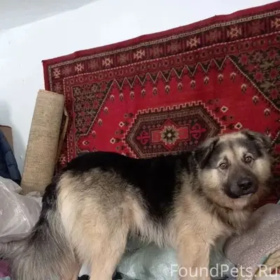 Пропал кобель Дар, район центра занятости