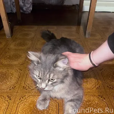 Найдена кошка серого окраса, улица Пятигорская