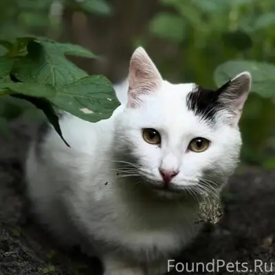 Пропал кот Котлета, район 6 школы