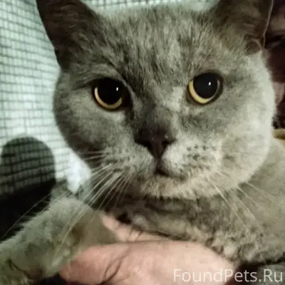 Найден породистый котик, улица Печорская, Псков