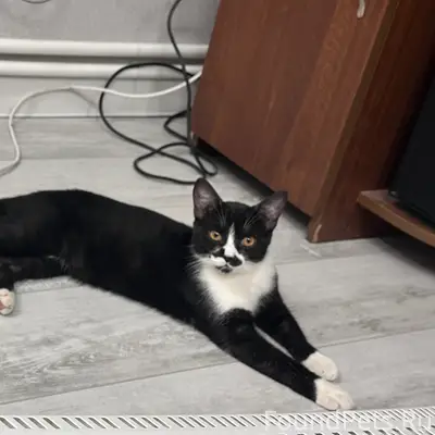 Пропал кот Леон, район собора