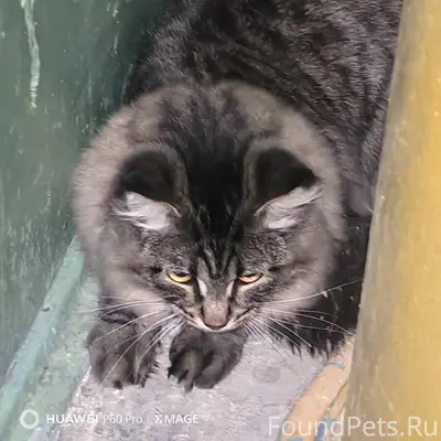 Найден мейн кун, Западный