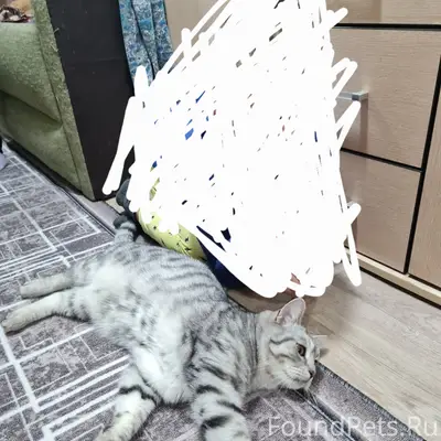 Пропал кот Семён, район ул. Коммунистов, р. п. Ковернино