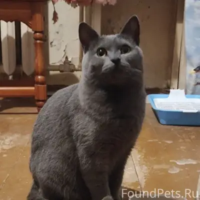 Найдена кошка, у 25 школы