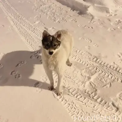 Пропала собака, частный сектор за Газпромнефть на ул. Тагильской