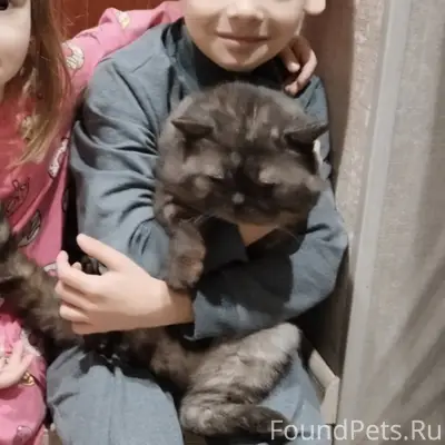 Пропал кот Тёма, ул. Декабристов 396