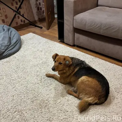 Пропала собака Жужа, Пролетарский район