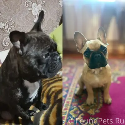 Пропали две девочки французский бульдог, Колбасовская