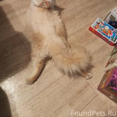 Пропал котёнок Елисей, Симферополь