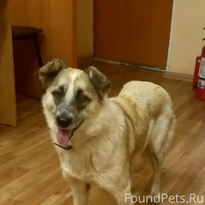 Пропала собака Чапа, район Сортировка