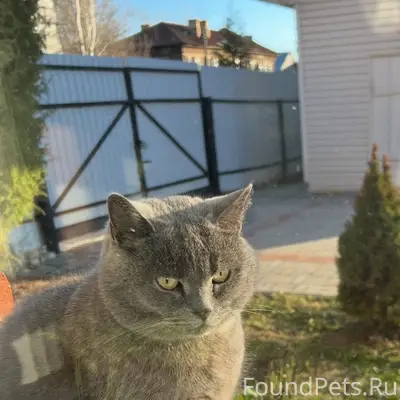 Пропала кошка Грэйси, район ремзавод