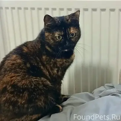 Пропала кошка, черепаший окрас, район старого кладбища