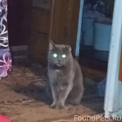 Пропал кот Маркиз, район Кирьянихи