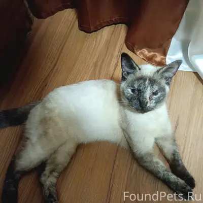 Найдена сиамская кошка, Игнатовы