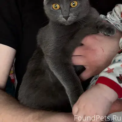 Пропала кошка Лапка, Улан-Удэ