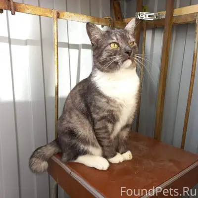 Пропал кот Фантик, Таховская 8