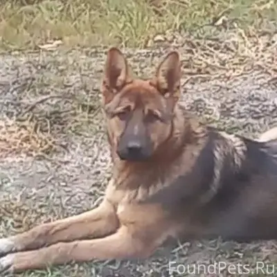 Пропал мальчик немецкая овчарка Оскар, район магазина светофор