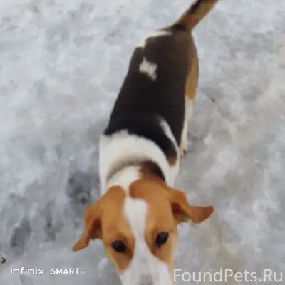 Пропала собака, с. Жерино