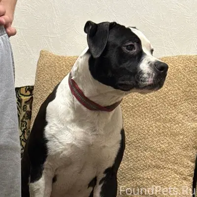 Найденна собака, Сызрань