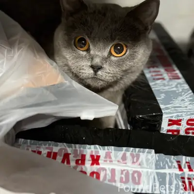 Найдена кошка, около загс