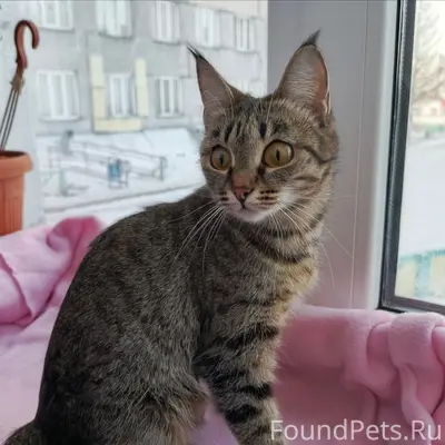 Найдена кошка, ул. 40 лет Победы